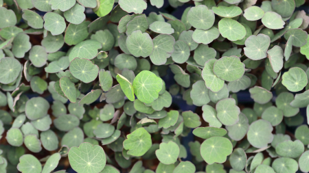 Zorri Cress, bax cu 16 pahare, 30x40cm [2]