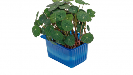 Zorri Cress, bax cu 16 pahare, 30x40cm [1]