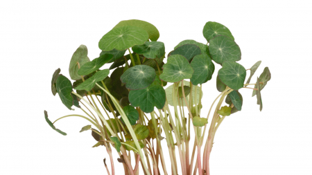 Microplante si cress - Zorri Cress, bax cu 16 pahare, 30x40cm