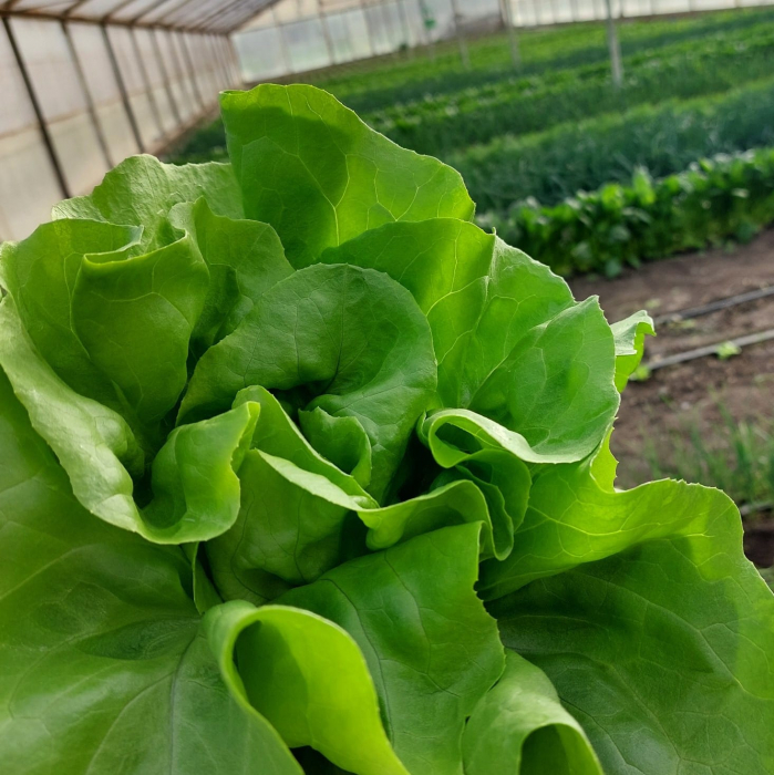 Salată [3]