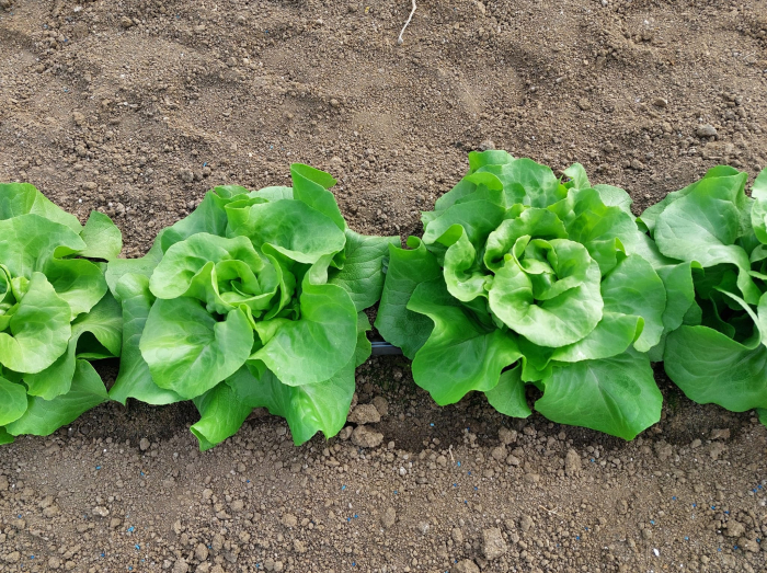 Salată [4]