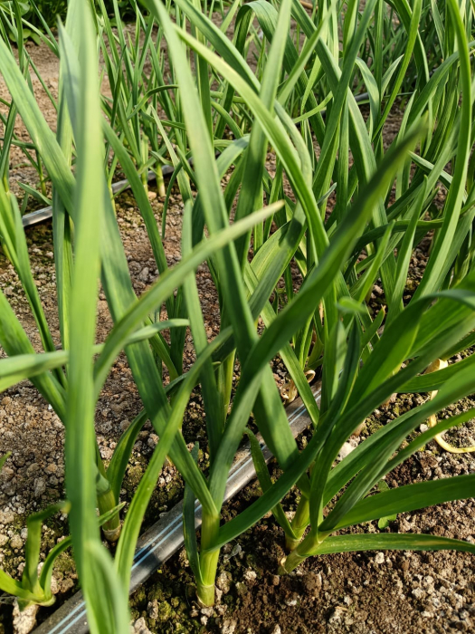 Usturoi verde [2]