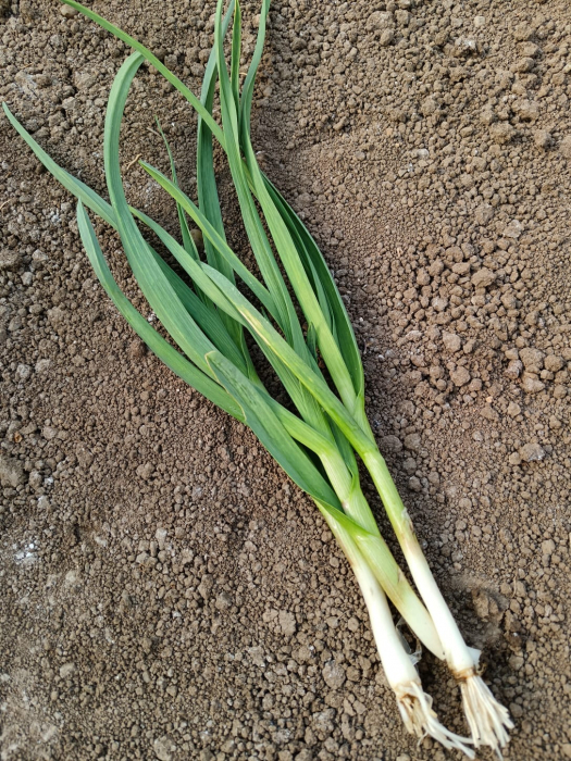 Usturoi verde [3]