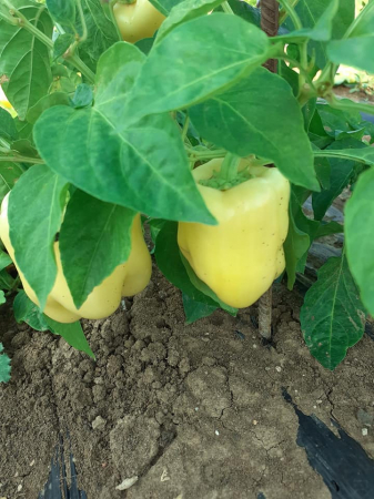 LEGUME - Ardei gras