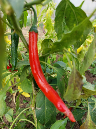 LEGUME - Ardei iute