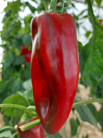 LEGUME - Ardei kapia