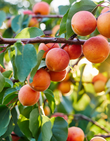 FRUCTE - Caise