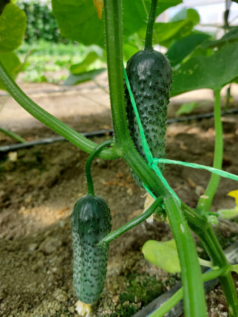 LEGUME - Castraveți cornison