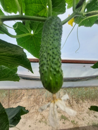 Castraveți cornison [1]