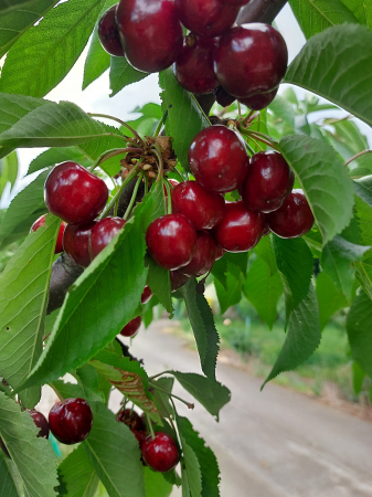 FRUCTE - Cireșe
