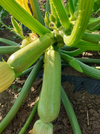LEGUME - Dovlecel