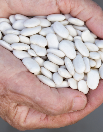 LEGUME - Fasole boabe