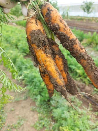 LEGUME - Morcovi