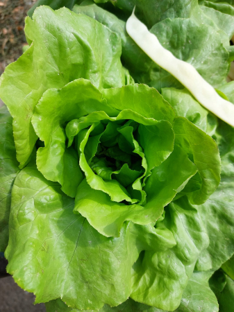 LEGUME - Salată