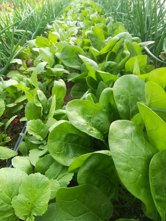 LEGUME - Spanac