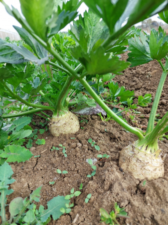 LEGUME - Țelină
