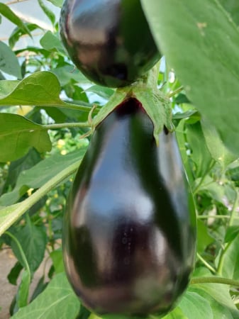 LEGUME - Vinete