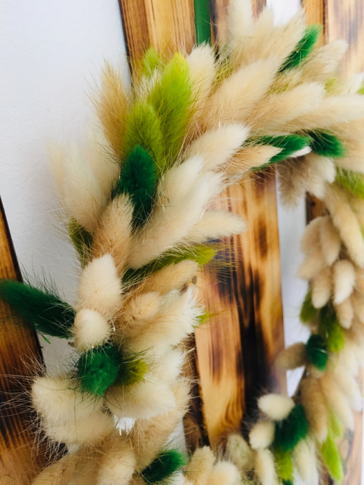 Coronita usa lagurus [2]