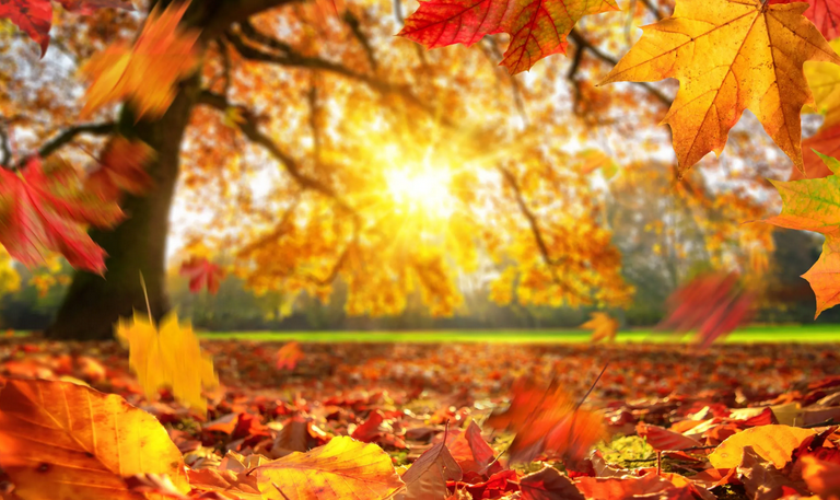 Bun venit toamna! Consumul de suc de afine si cirese aduce multe beneficii pentru sanatate