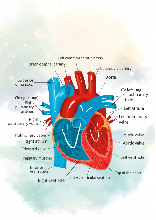 Heart Map [2]