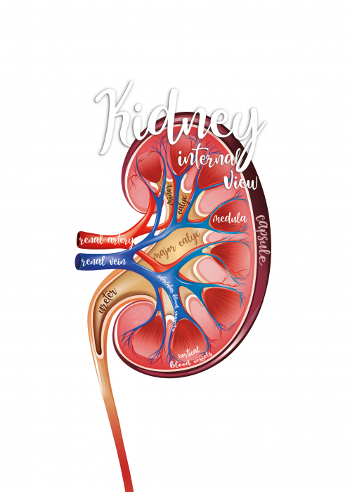 Kidney - Internal view [2]
