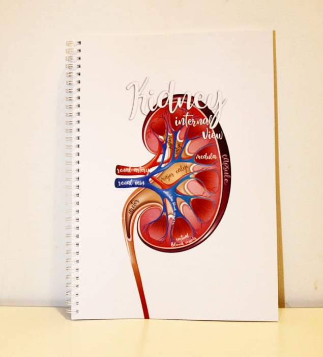 Kidney - Internal view [3]