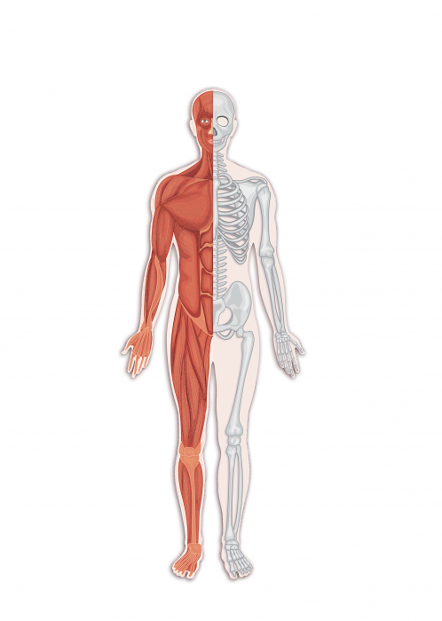 Musculosckeletal sistem [2]