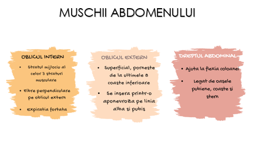 Sistemul Muscular Flashcarduri Barron's [2]
