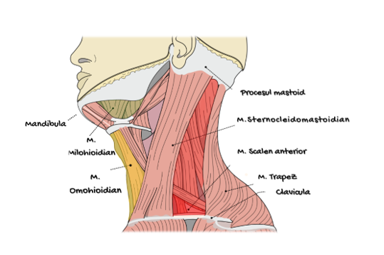 Sistemul Muscular Flashcarduri Barron's [3]