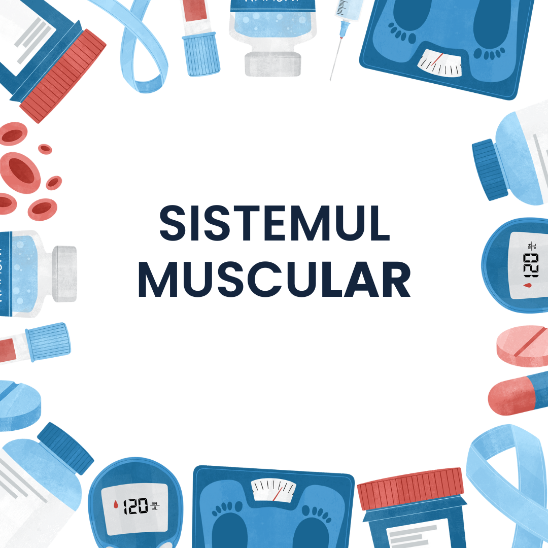 Sistemul Muscular Flashcarduri Barron's [1]