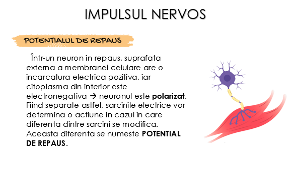 Sistemul Nervos Flashcarduri Barron's [5]