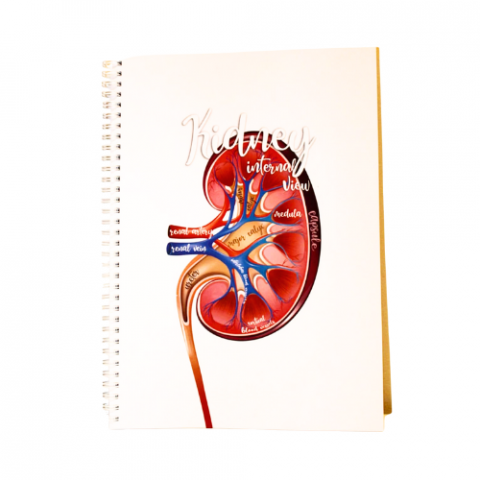 Caiete A4 - Kidney - Internal view