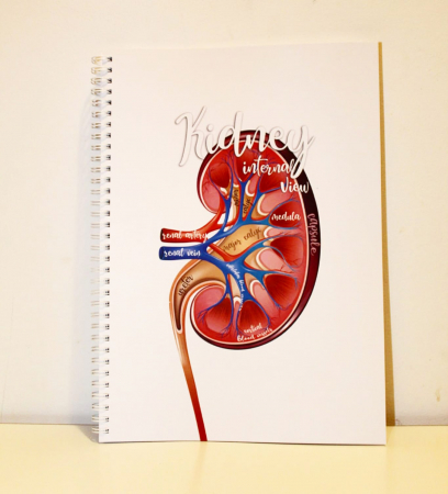 Kidney - Internal view [2]