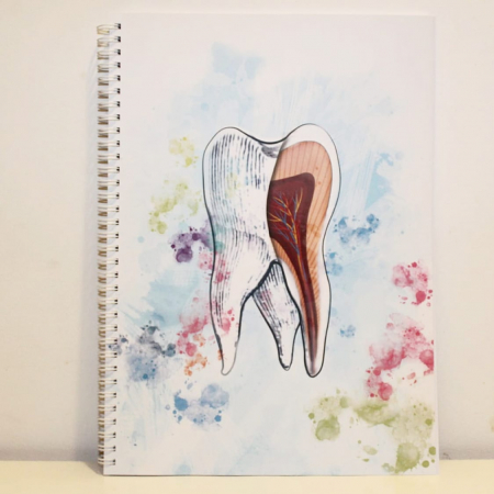 Molar - sectiune [2]