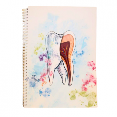Caiete A4 - Molar- sectiune