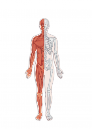 Musculosckeletal sistem [1]