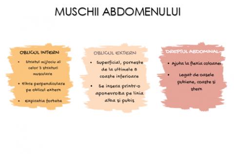 Sistemul Muscular Flashcarduri Barron's [1]