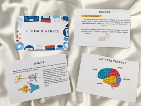 Admitere Medicina - Sistemul Nervos Flashcarduri Barron's
