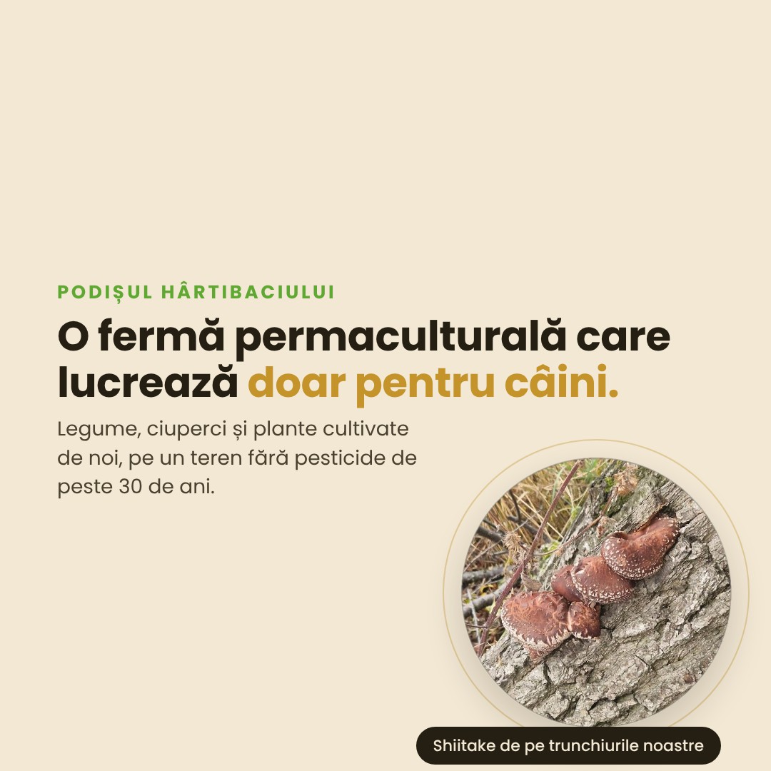 O fermă permaculturală care lucrează doar pentru câini