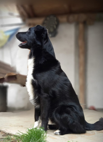 Câine cu Alergii de Piele: Cauze, Simptome și Dietă Hipoalergenică