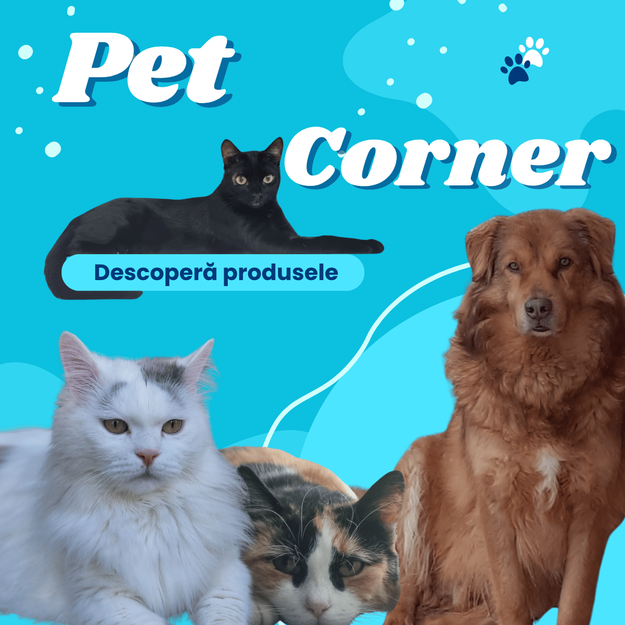 Pet Corner