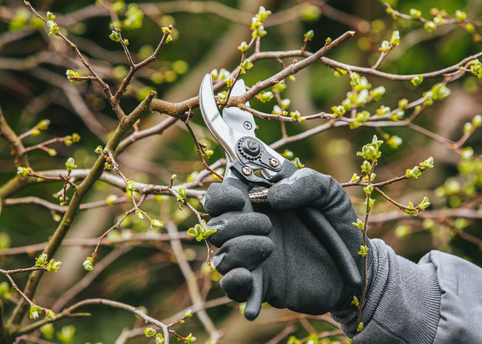 Set 3 foarfece gradinarit pentru crengi, gard viu si pomi, otel rezistent PM0986 (PM-ZNDZ-3T) [11]