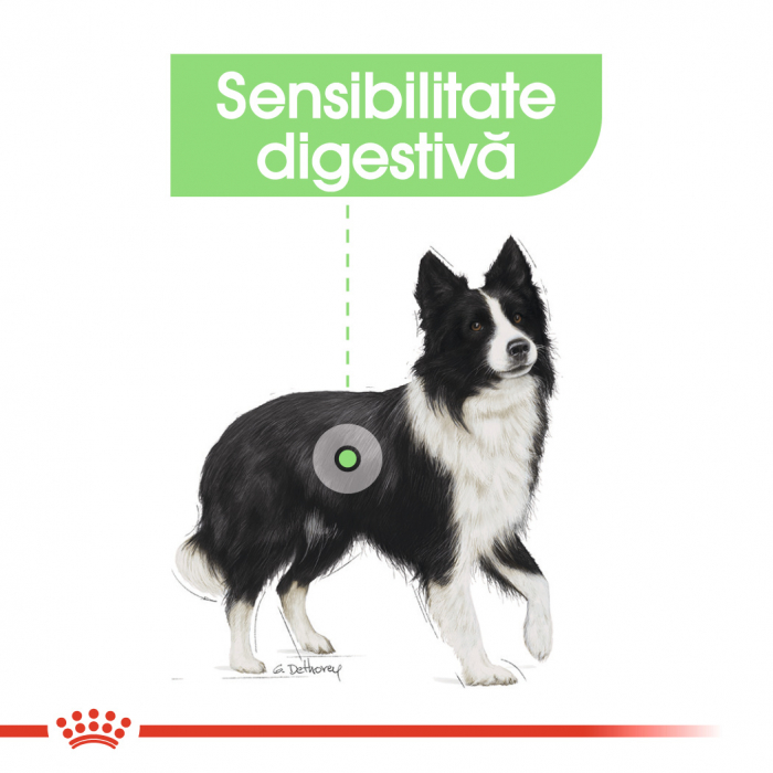 Royal Canin Medium Digestive Care, hrană uscată câini, confort digestiv,10KG [4]