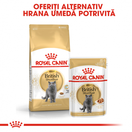 Royal Canin British Shorthair Adult, plic hrană umedă pisici, (în sos), 12 x 85 g [3]