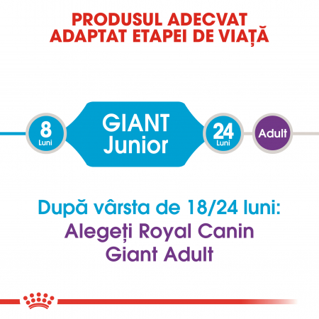 Royal Canin Giant Junior, hrană uscată câini junior, etapa 2 de creștere, 3.5 kg [1]