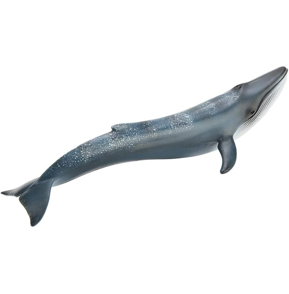 Figurină Balenă Albastră, Jucărie Educativă Realistă din PVC, Model Miniatural Marin pentru Copii, Colecționari, Profesori, Decor Acasă [2]