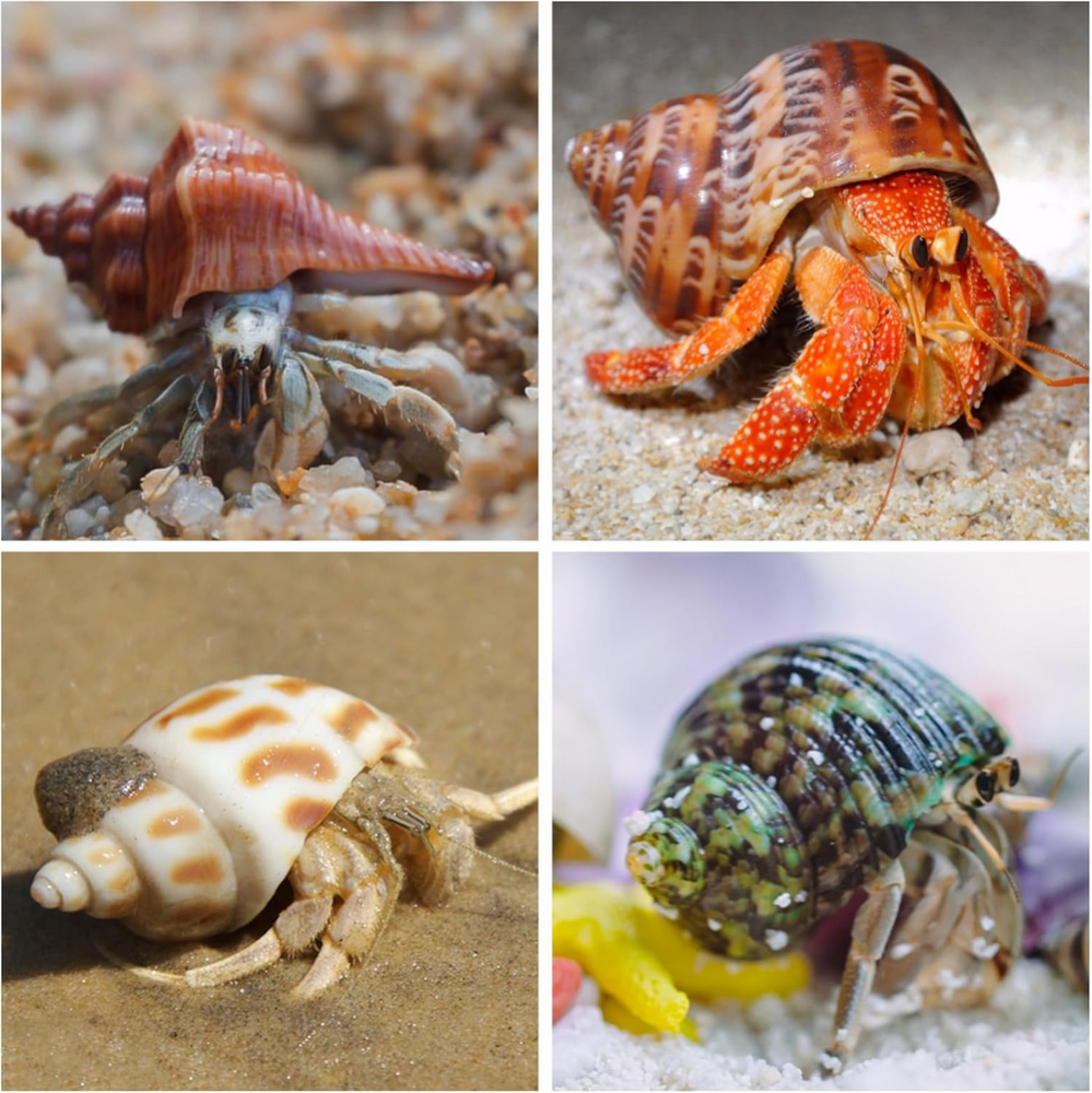 Set 15 cochilii naturale pentru crabi pustnici, dimensiuni 4 cm – 8 cm, ideale pentru acvarii marine, decoratiuni de plaja si proiecte creative, SKOOLOVE [2]