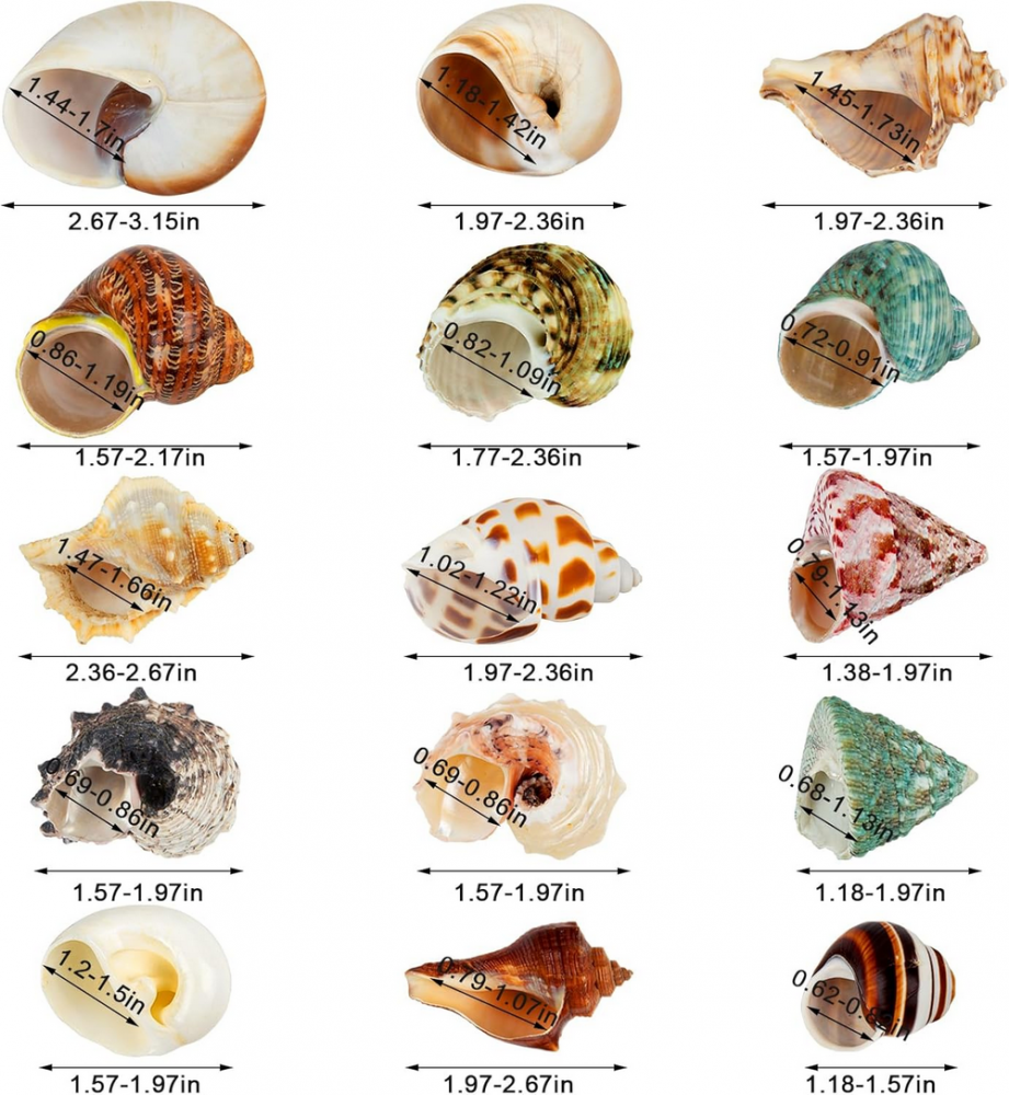 Set 15 cochilii naturale pentru crabi pustnici, dimensiuni 4 cm – 8 cm, ideale pentru acvarii marine, decoratiuni de plaja si proiecte creative, SKOOLOVE [5]