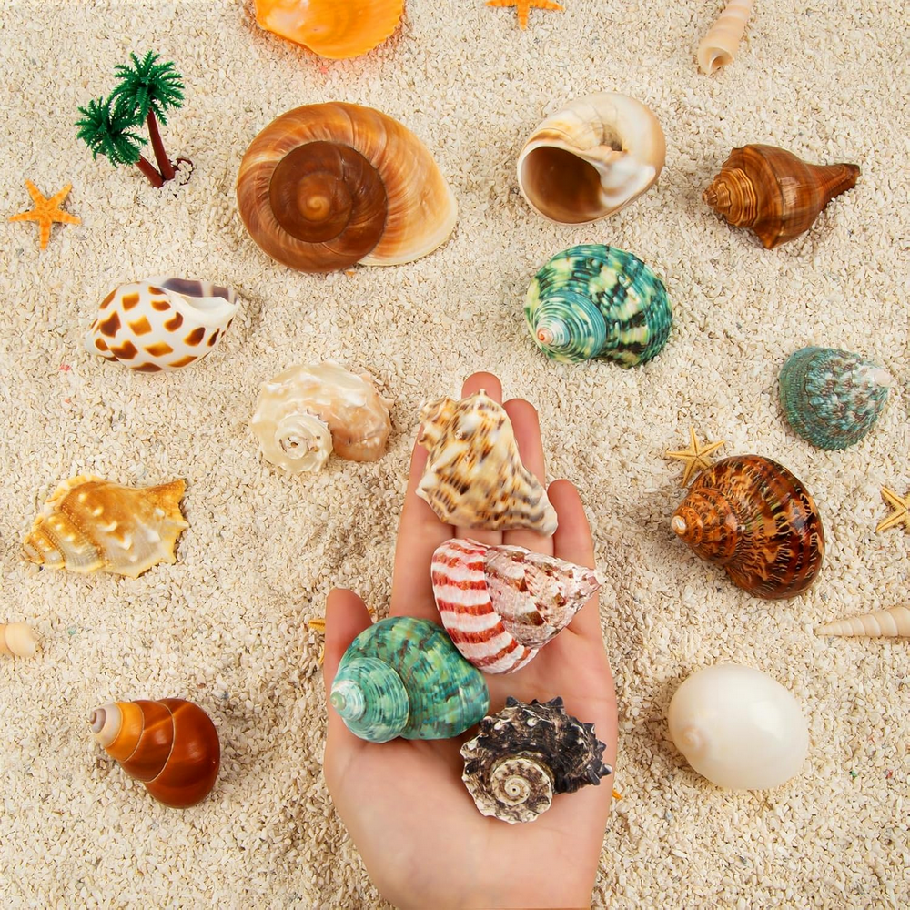 Set 15 cochilii naturale pentru crabi pustnici, dimensiuni 4 cm – 8 cm, ideale pentru acvarii marine, decoratiuni de plaja si proiecte creative, SKOOLOVE [4]