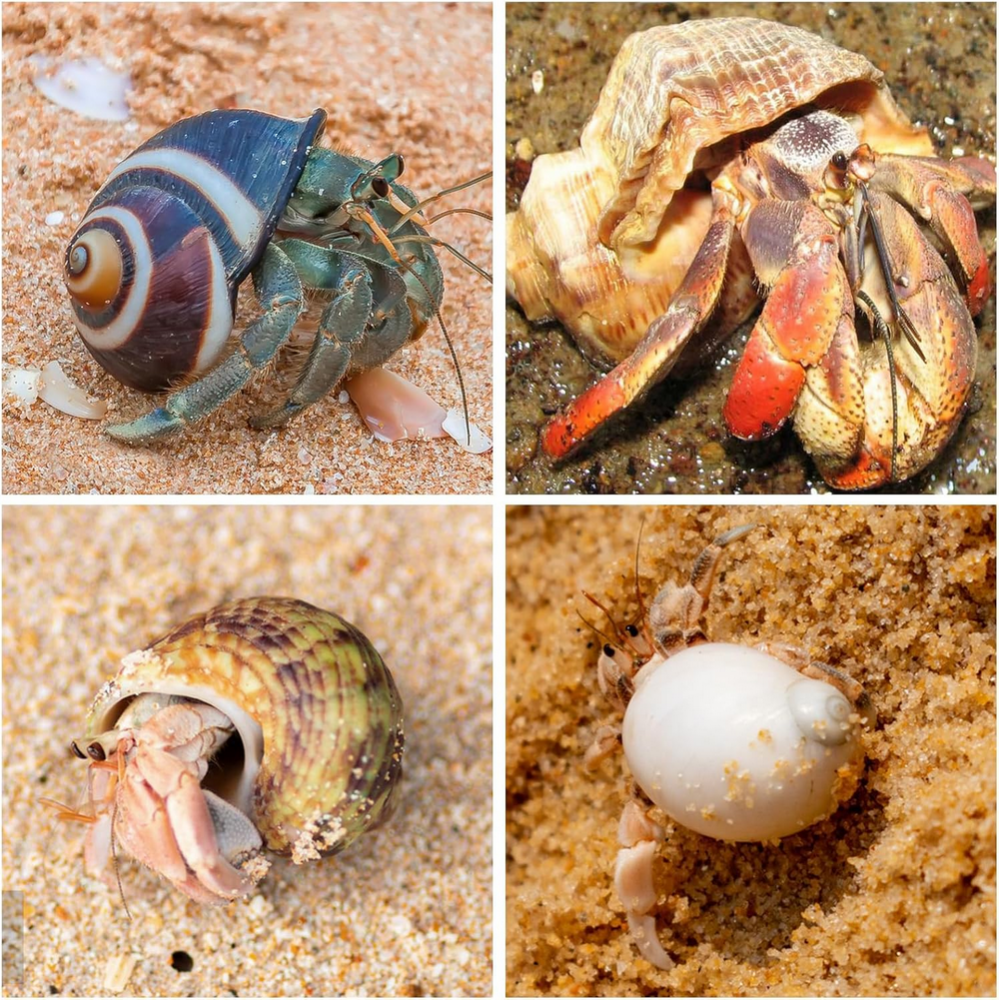 Set 15 cochilii naturale pentru crabi pustnici, dimensiuni 4 cm – 8 cm, ideale pentru acvarii marine, decoratiuni de plaja si proiecte creative, SKOOLOVE [3]